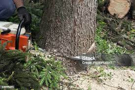 Professional Tree Services in Summerville, GA