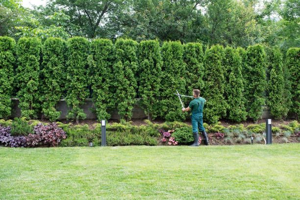 Best Lawn Grading and Leveling  in Summerville, GA