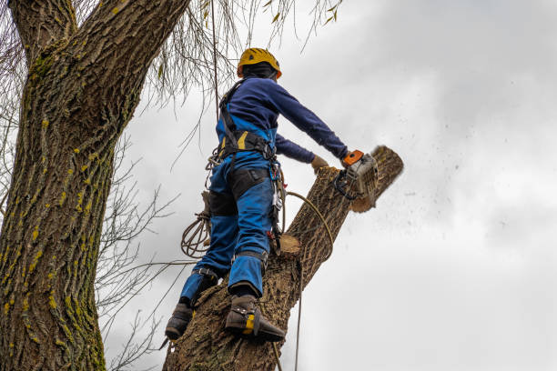 Best Firewood Processing and Delivery  in Summerville, GA