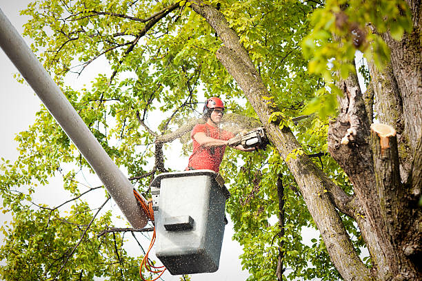  Summerville, GA Tree Services Pros