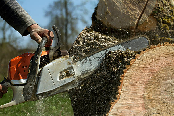 Best Lawn Maintenance Plans  in Summerville, GA
